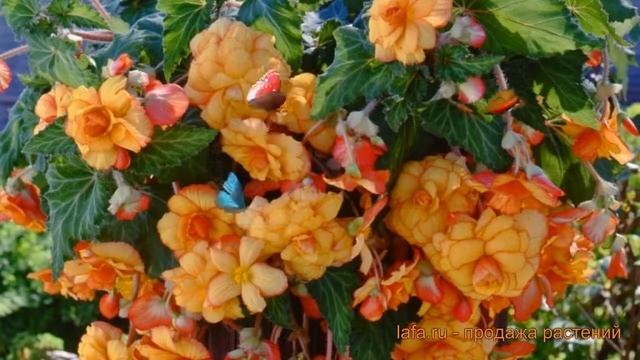 Бегония клубневой Еллоу Ред Пикоти ? обзор: как сажать, семена бегонии Еллоу Ред Пикоти