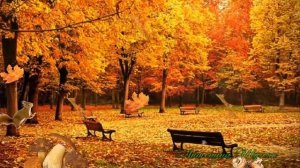 Футаж Осень