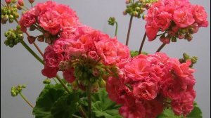 Волшебный Эликсир для Герани! Даже дохлый цветок оживет, позеленеет и пышно зацветет!