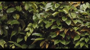 Музыка для глубокого сна и восстановления сил, звуки природы