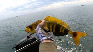 РЫБАЛКА НА ТЕРПУГА И ФУГУ 🐟🔥🐟😎 ПОД НАХОДКОЙ МЫС ПОВОРОТНЫЙ 07.09.2024.