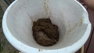 Когда начинать подкормку томатов, перцев и огурцов?