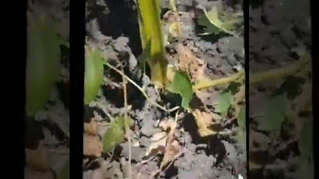 Когда копать картошку смотреть онлайн