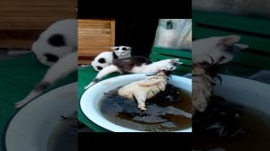 Смешные коты. Кот и мясо. (3)