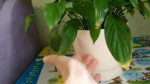 Спатифиллум | Женское счастье | Уход и условия цветения спатифиллума