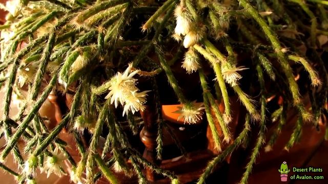 My Rhipsalis pilocarpa - The Mistletoe Cactus in beautiful Bloom смотреть онлайн
