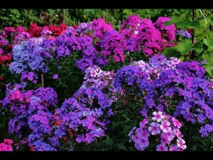 Флоксы летом