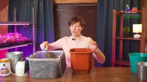 Секреты удачной выгонки тюльпанов