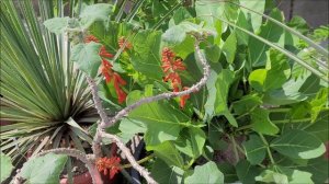 ботанический сад Бохум