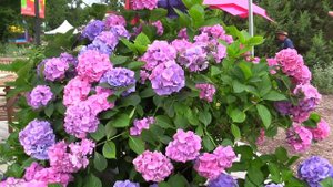 Hydrangea L.A. Dreamin'