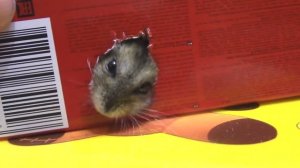 Побег Хомяка через ДЫРКУ в коробке - Мультик про Кешу Ми-ми-мишки