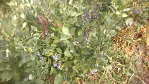 Голубика , поздний сорт Аврора