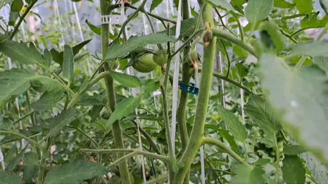 Вершкование томатов. Калий. МЭ. Аминокислоты. смотреть онлайн