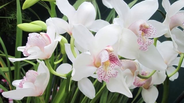 ** FUR ELISE ** смотреть онлайн