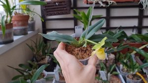 PAPHIOPEDILUM PRIMULINUM: обзор цветения, описание, уход