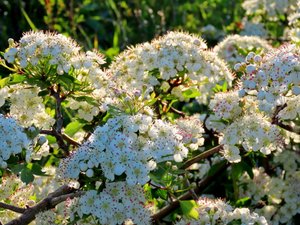 Цветущий боярышник и разнотравье мая на околице. Крым.
