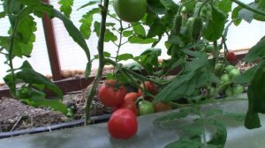 Томат Санька (Королевский сад Ильи Королева)