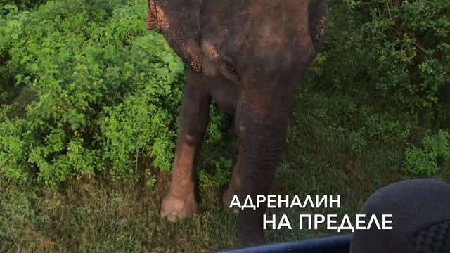Шри-Ланка, парк Удавалаве. Сафари на Шри-Ланке. 2019г.