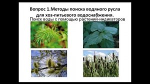 Как найти воду на участке для скважины и колодца ч3  Поиск воды на участке с помощью растений
