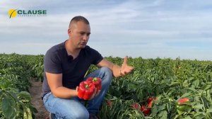 ?ВАНГАРД F1? Универсальный, подходит для выращивания в открытом и закрытом грунте