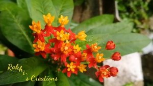 Flower name :-Mexican Butterfly Weed / Asclepias Curassavica / Red Tropical Milk Weed