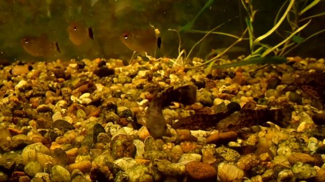 Сом Таракатум (Hoplosternum thoracatum).