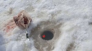 Рыбалка на печень.Нереальный клёв.Зимняя рыбалка)))