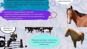 Покупка лошади часть 1