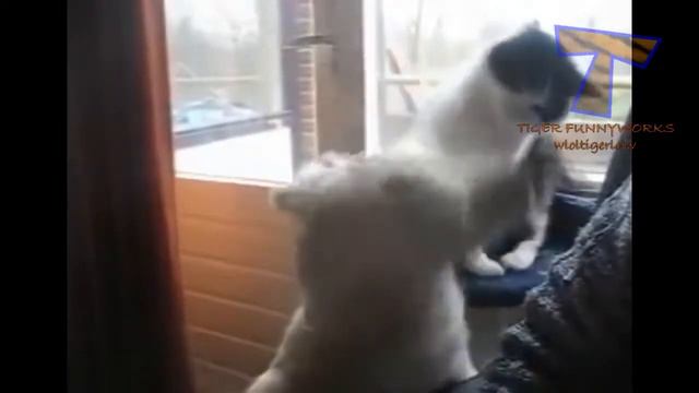 Приколись Кошки против собак смотреть онлайн