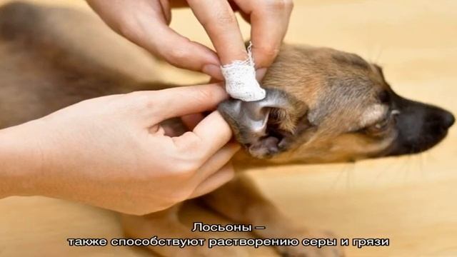 Как и чем правильно чистить уши собаке: советы ветеринара, видео смотреть онлайн