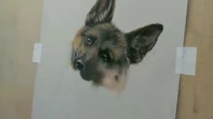 Drawing a realistic dog in pastel - German Shepherd - Speed drawing