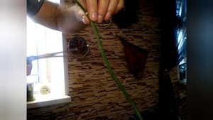 Орхидея отцвела/Что делать с цветоносом/Уход за орхидеей после цветения