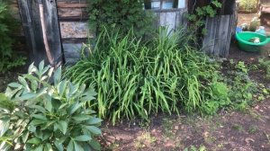 Приехала на дачу после отпуска