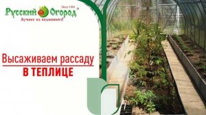 Самый #быстрый, #простой и #правильный способ посадки рассады в теплицу и не только.