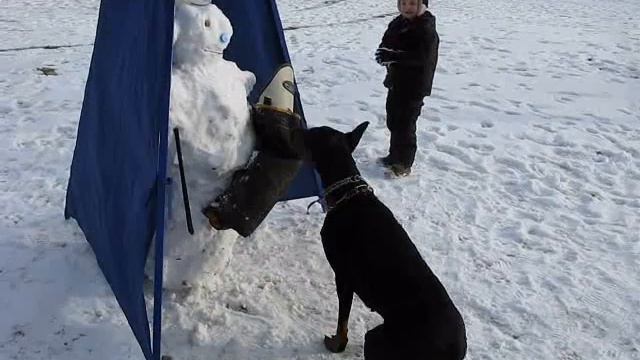 Зимние развлечения для спортивных собак.