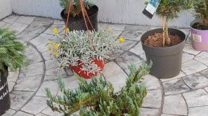 хвойные композиции, для начинающих садоводов!