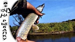 Рыбалка на протоке. Вода поднимается. Рыбу приходится уговаривать. 27.08.2019
