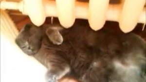 Забавный кот Скоттиш Фолд - Funny Scottish Fold cat.wmv
