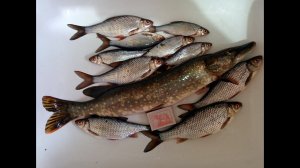 Рыбачу на маховую удочку. Ловлю сорогу, окуня