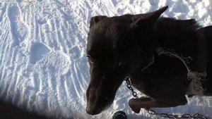 Собака снимает,стаскивает ошейник? Есть примитивный выход.Понадобится:ошейник,ремень и верёвка.