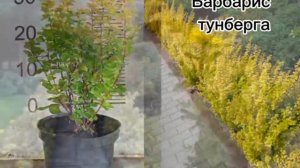 Самые популярные низкорослые растения для бордюрного дизайна