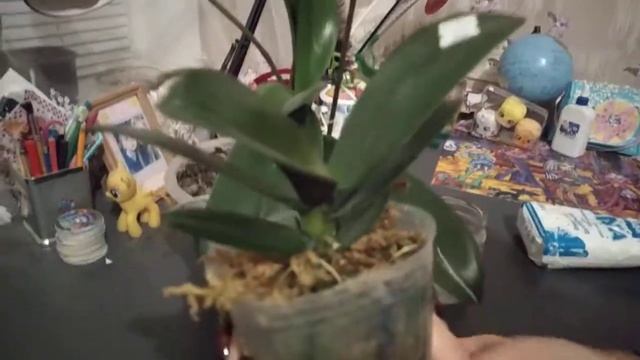 Протираю листики орхидей живительным коктейлем ? янтарная кислота +НВ 101 смотреть онлайн