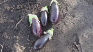 Опыт выращивания баклажана ЭПИК в открытом грунте