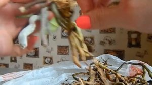 Реанимация Орхидей, гнилые корни. ЧАСТЬ 1.