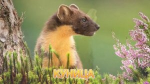 КАК ГОВОРИТ КУНИЦА / ЗВУКИ КУНИЦЫ ?

#куница #звуки_куницы #как_говорит_куница #звуки_животных