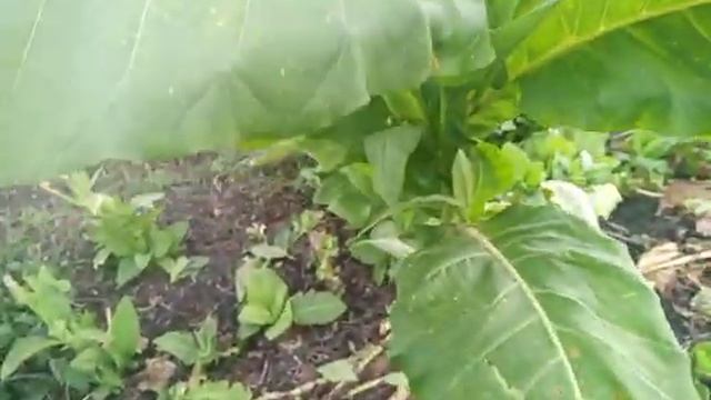 Жду зрелости семян смотреть онлайн