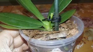 Орхидея фаленопсис Mango от проростания цветоноса до цветения