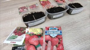 Как сеить клубнику