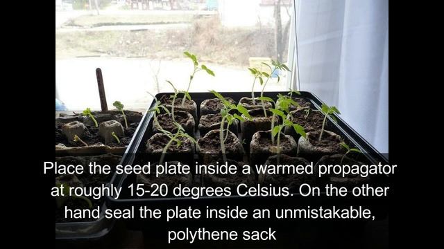 How To Grow Mesembryanthemum From Seed смотреть онлайн