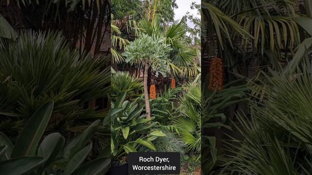 Beautiful Tropical Gardens! (Short version Part 2!)